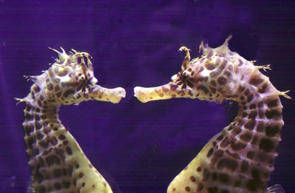 deux hippocampes en amour ...